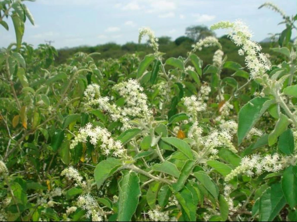 Planta do Velame em flor